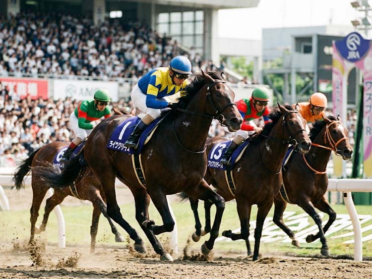 中央競馬 中央競馬 出馬表